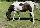 Paint - Horse for Sale in Geismar, LA 70734 Paint - Horse for Sale in Geismar, LA 70734