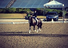 Voncordo (Warmblood, Gelding) in Marietta, GA