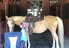 Welsh Pony Mare for Sale in New Windsor, New York Welsh Pony Mare for Sale in New Windsor, New York