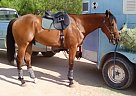 Gorgeous bay OTTB Gelding Italian Star