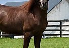 Sweet Lovable NSH National Show Mare