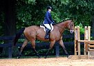 About Time Trakehner Gelding