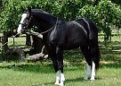 Outstanding Warmblood Gelding FO... Dutch Warmblood Gelding