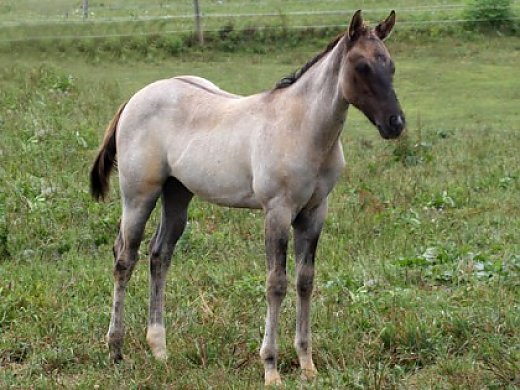Athletic BIG Blue Roan Grulla Filly