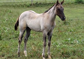 Quarter Horse (Quarter Horse, Mare) in Three Springs, PA