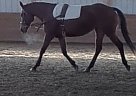 Sweetie - Mare in Wolcott, NY Sweetie - Mare in Wolcott, NY