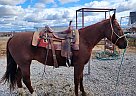 Quarter Horse - Horse for Sale in Blackfoot, ID 83221 Quarter Horse - Horse for Sale in Blackfoot, ID 83221