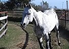 - Mare in Converse, TX - Mare in Converse, TX