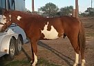 - Gelding in Moore, TX - Gelding in Moore, TX