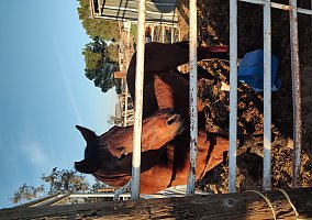 Quarter Horse (Quarter Horse, Gelding) in Atwater, CA