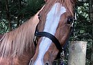 Remington - Gelding in Hammonton, NJ Remington - Gelding in Hammonton, NJ