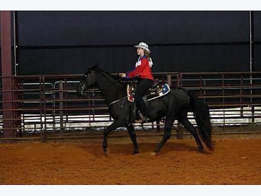 Great Gaited Black 10yr old Trail Horse