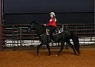 Tennessee Walking - Horse for Sale in Ralph, AL Tennessee Walking - Horse for Sale in Ralph, AL