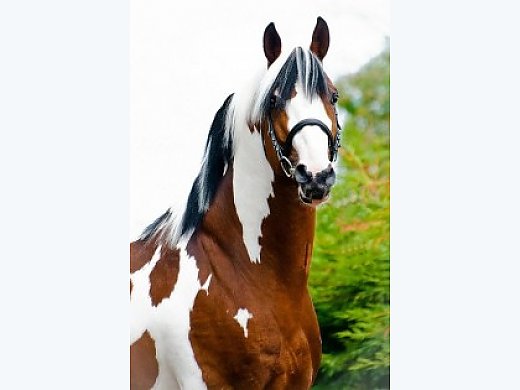 Homozygous Warmblood Stallion At Stud