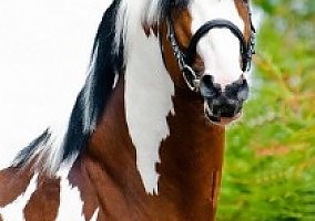 Warmblood (Warmblood, Stallion) in Los-angeles, CA