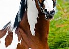 Warmblood - Horse for Sale in Los-angeles, CA 91352 Warmblood - Horse for Sale in Los-angeles, CA 91352