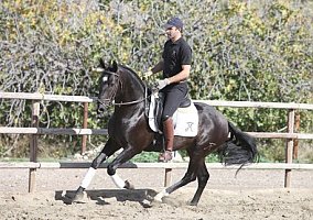 Andalusian / PRE (Andalusian / PRE, Stallion)