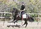 Andalusian - Horse for Sale in Almeria, 04420 Andalusian - Horse for Sale in Almeria, 04420