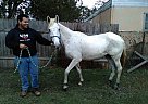 - Mare in Converse, TX - Mare in Converse, TX