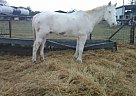 - Gelding in Converse, TX - Gelding in Converse, TX