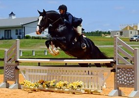 Warmblood (Warmblood, Gelding) in Kansas, MO
