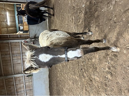 Rocky Mtn Colt