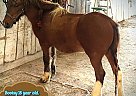 Crossbred Pony Mare for Sale in Kirksville, Missouri Crossbred Pony Mare for Sale in Kirksville, Missouri