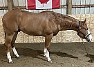 Paint - Horse for Sale in Metcalfe, ON K0A2P0