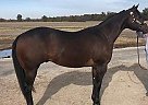 Cool Existance - Gelding in Newburg, MO Cool Existance - Gelding in Newburg, MO