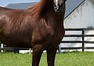 National Show - Horse for Sale in Evan City, PA 16033