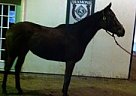 Thoroughbred - Horse for Sale in Chandler, IN 