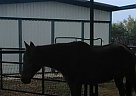 - Gelding in Converse, TX - Gelding in Converse, TX