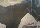 - Gelding in Converse, TX - Gelding in Converse, TX