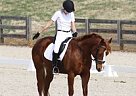 Great Horse for Beginners! Paint Mare