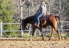 Quarter Horse - Horse for Sale in Bostic, NC 