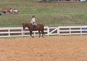 Quarter Horse (Quarter Horse, Stallion) in Bostic, NC