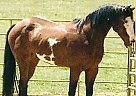 Paint - Horse for Sale in Taos, NM 87571