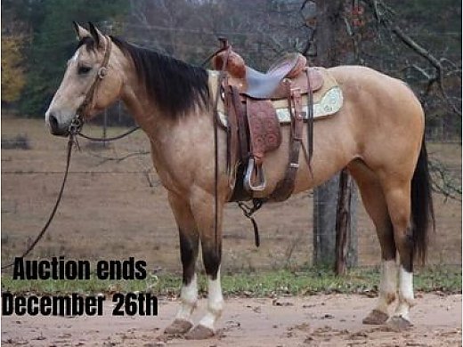 Buckskin w/ Lots Of Chrome