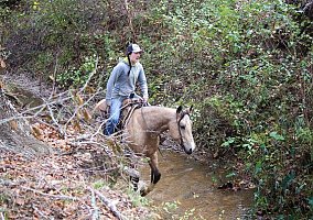 Quarter Horse (Quarter Horse, Mare) in Rusk, TX