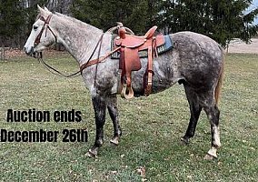Draft (Percheron, Belgian, Clydesdale, Shire) (Draft (Percheron, Belgian, Clydesdale, Shire), Gelding) in Highland, MI
