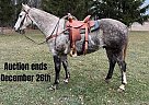 Draft - Horse for Sale in Highland, MI 40501