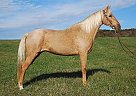 Dappled Kentucky Mountain Horse Holly Madison