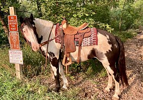 Dollar (Paint, Gelding) in Beresford, SD