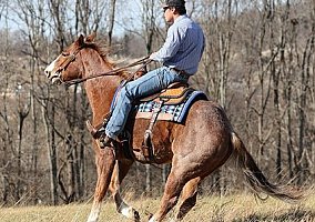 Quarter Horse (Quarter Horse, Gelding) in Louisville, KY
