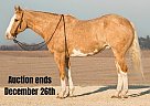 Quarter Horse - Horse for Sale in Bernard, IA 40501