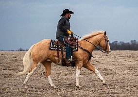 Quarter Horse (Quarter Horse, Gelding) in Bernard, IA