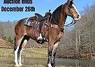 Tennessee Walking - Horse for Sale in Salyersville, KY 40501