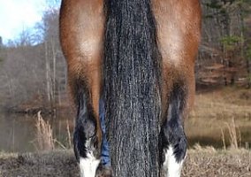 Tennessee Walking (Tennessee Walking, Gelding) in Salyersville, KY