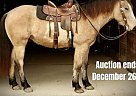 Draft - Horse for Sale in Fort Atkinson, WI 40501