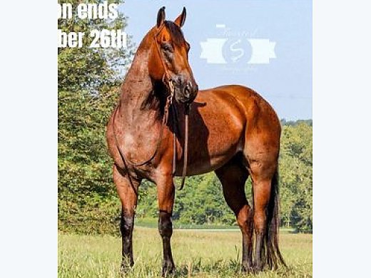 Fancy Roan, Ranch/Trail Ready